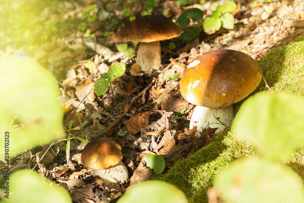 glade with mushrooms on the edge of the forest. autumn is the time of mushrooms. glade with mushrooms on the edge of the forest. autumn is the time of mushrooms.
