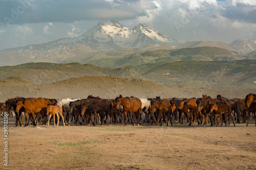 Wild Horses   Yilki Atlari . Kayseri  Turkey.