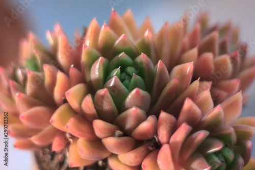 Beautiful pink and orange s...