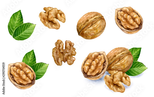 Walnut set watercolor isolated on white background
