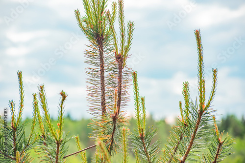 Pine branch against the sky and forest in the distance