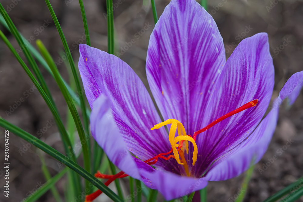 Fototapeta premium Harvest Flowers of saffron after collection. Crocus sativus, commonly known as the 