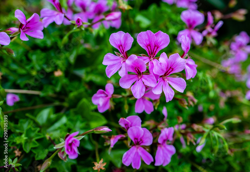 tropische blumen im garten