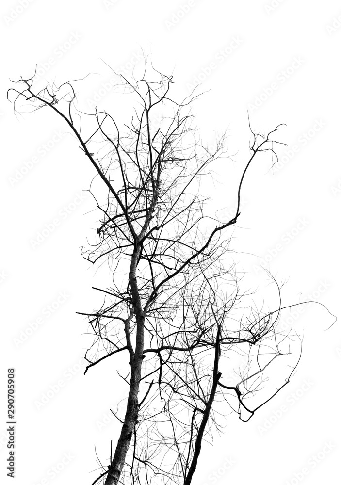 Fototapeta premium Dead tree silhouette isolated on white background