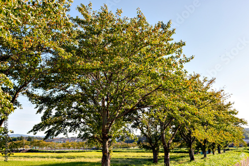 Cherry tree promenade in autumn