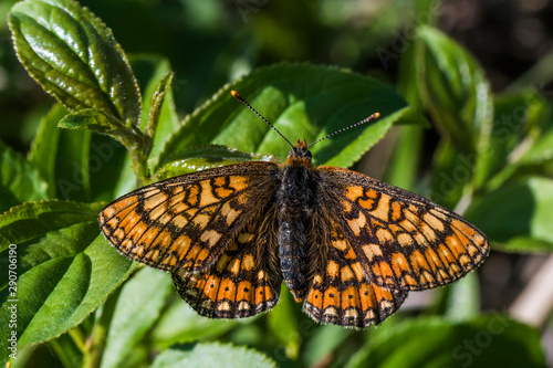 Obraz na płótnie Golden Fritillary (Euphydryas aurinia) w salonie