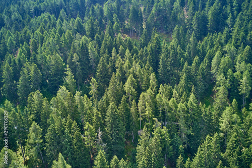 Plantation of spruce trees. Top down aerial view. Green spruce on the slope aerial view from the side.