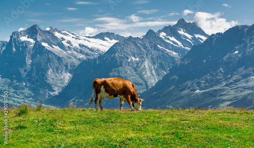 männlichen berneroberland
