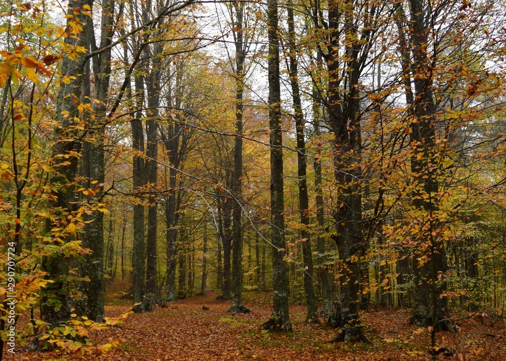 Fototapeta premium autumn in the forest