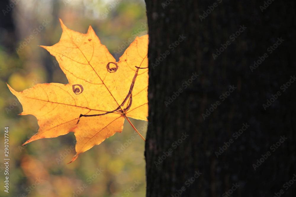 Golden autumn time. A single maple leaf with cheerful expression facial (painted smile) is peeping out from behind a tree in old city park. Fall city colors