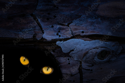 Fotografie, Obraz the big orange eyes of a wild beast sparkle in the dark holes in the bark of a t