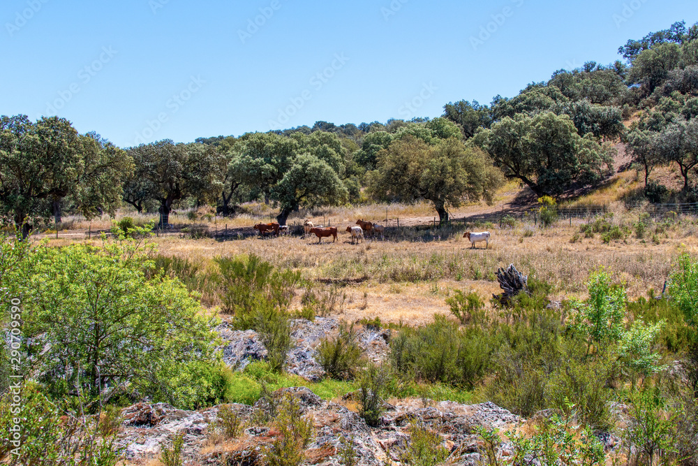 Typical landscape of Alentejo, Barrancos, Portugal