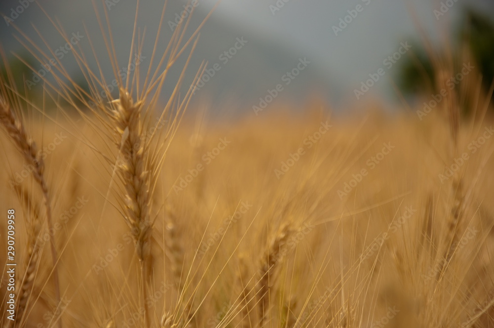 ears of wheat ears of wheat