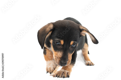 Fototapeta Naklejka Na Ścianę i Meble -  dachshund puppy isolated