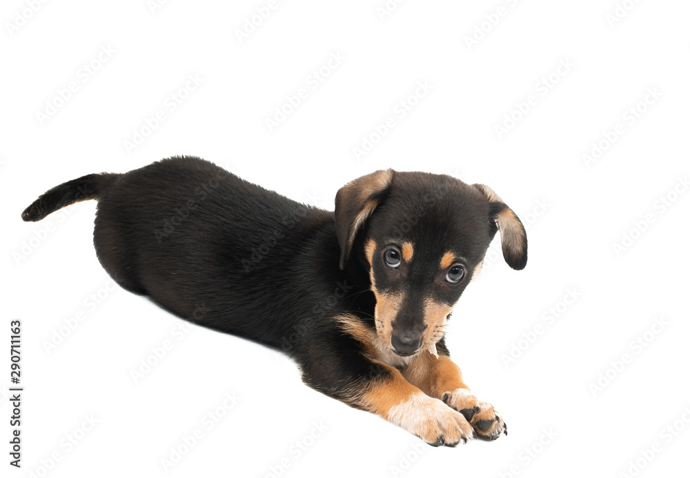 dachshund puppy isolated