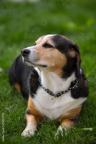 Mischlingshund mit wachsamen Blick © rubrafoto