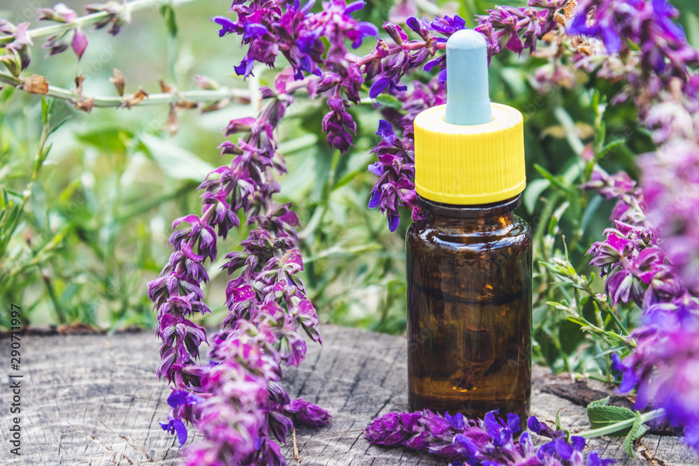 Essential oil in a glass bottle and fresh lavender flowers on a background of nature. Tincture or essential oil with lavender. herbal medicine. Essential oil in a glass bottle and fresh lavender flowers on a background of nature. Tincture or essential oil with lavender. herbal medicine.