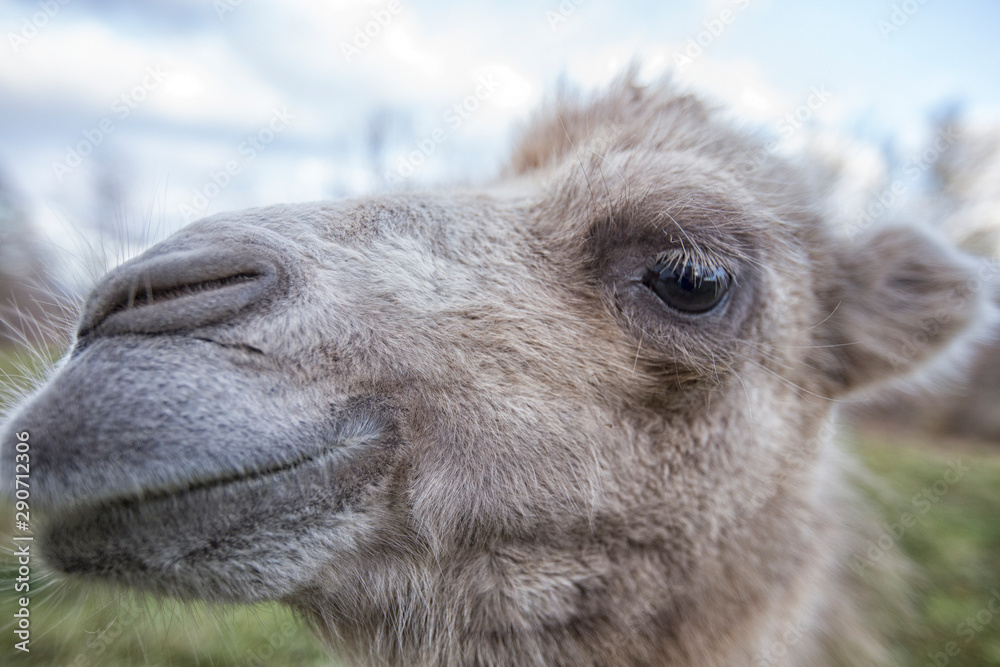 Fototapeta premium Portrait of a camel