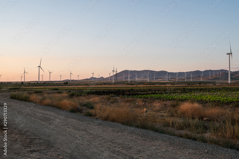 windmill field generating clean energy