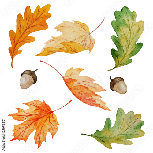 watercolor collection of maple and oak leaves and acorns isolated on white background, hand painted botanical vector illustration for autumn seasonal design