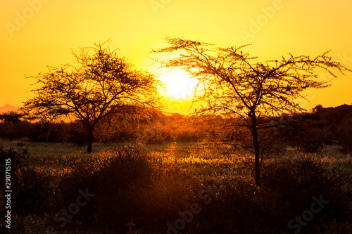 Golden sunset in Namibia  Namib Naukluft Park