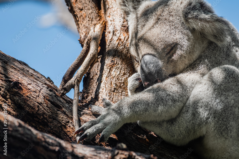 Naklejka premium closeup portrait of sleeping koala