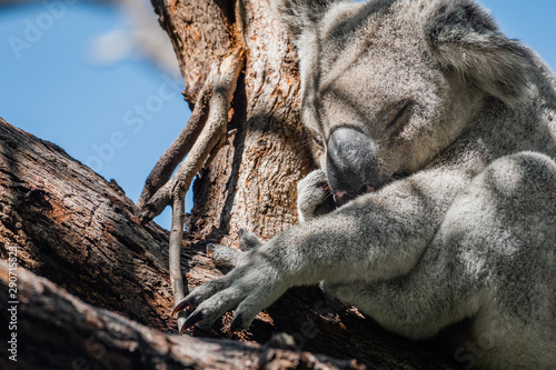 closeup portrait of sleeping koala
