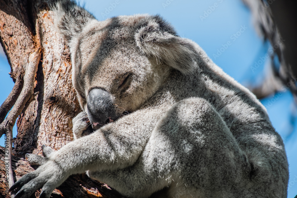 Obraz premium portrait of sleeping koala