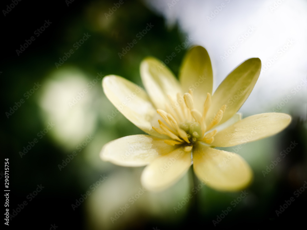 Macro fleurs Macro fleurs