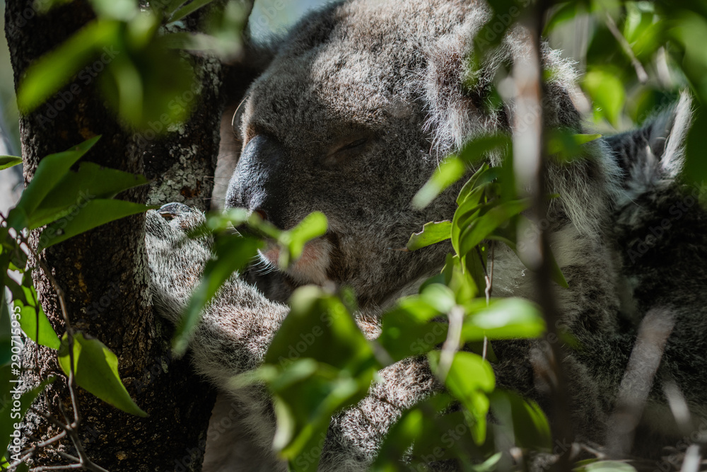 Obraz premium closeup koala in tree behind leaves