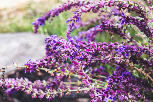 Lavender flowers lie on a stump of a felled tree. Summer floral background with lavender and tree flowers.