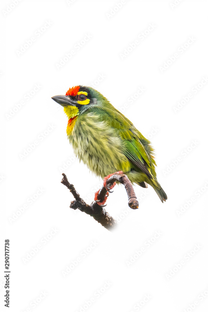 Coppersmith Barbet perching on a perch isolated on white background