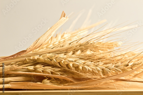 spighe grano natura bio,  ear of organic natural wheat photo