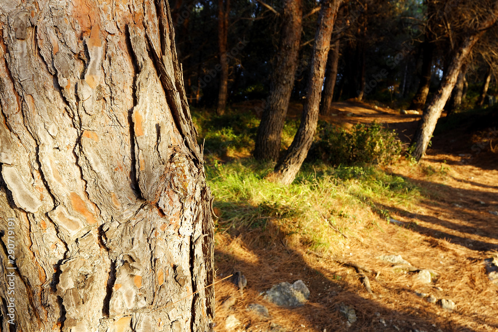 Fototapeta premium Pine forest on Kamenjak, istra