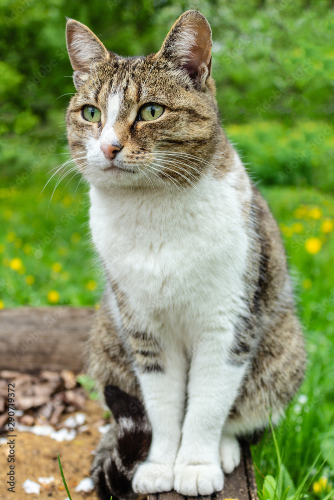 domestic cat with a collar sits in the garden against a background of green bushes and grass and looks into the distance, closeup portrait of a cat