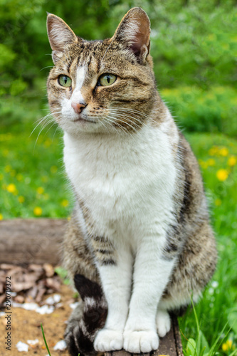 domestic cat with a collar sits in the garden against a background of green bushes and grass and looks into the distance, closeup portrait of a cat © nucia