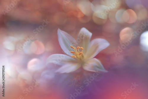 Beautiful Orange Nature Background.Floral Art Design.Soft Focus.Blurred space for your text.Coral Color 2019.Trend,trendy.Creative Artistic Wallpaper.Abstract Macro Photography.