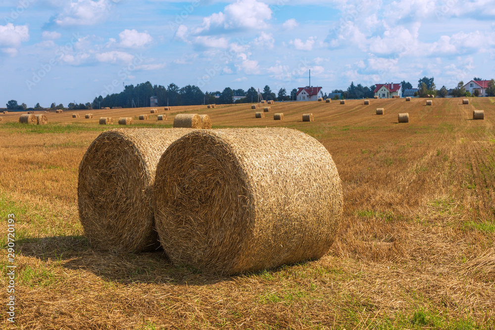 Close up of two sheafs of hay in golden field against blue cloudy sky. Field with hay stacks in front of houses, Belarus