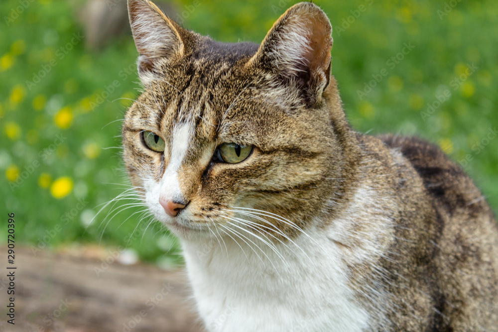 domestic cat with a collar sits in the garden against a background of green grass and yellow flowers and looks into the distance