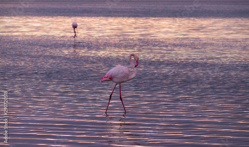 Wild african birds. One bird of pink african flamingo  walking around the lagoon and looking for food © Yuliia Lakeienko