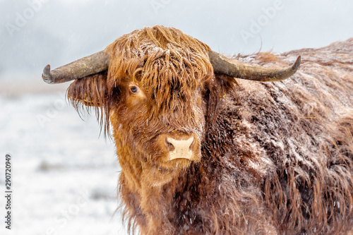Highland Cattle