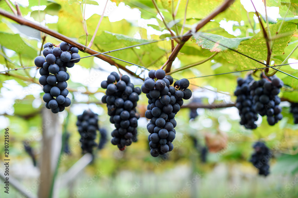 Close up fresh grapes  on the vine in the farm with nice blur background for winery background concept