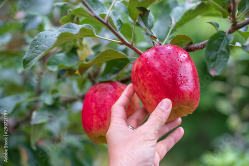 Close up of hand picking fresh red apple ready for havest.