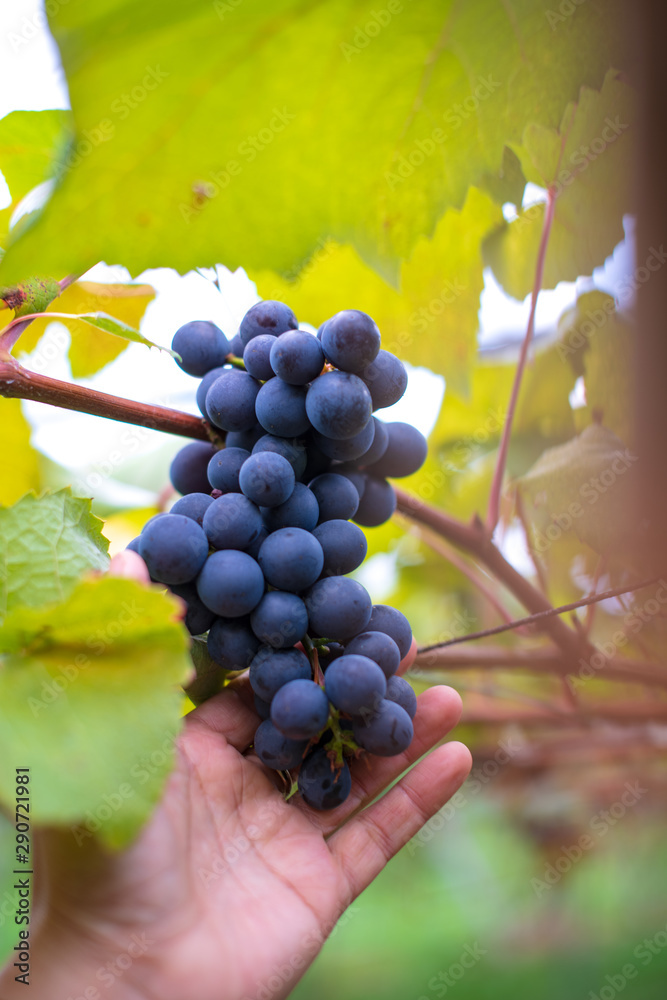 Close up hand holding fresh grapes  on the vine in the farm with nice blur background for winery background concept