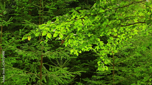 Green branch tree detail photo background