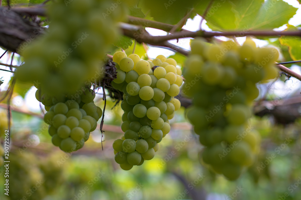 Grapes with green leaves background hang on the vine ready for harvest