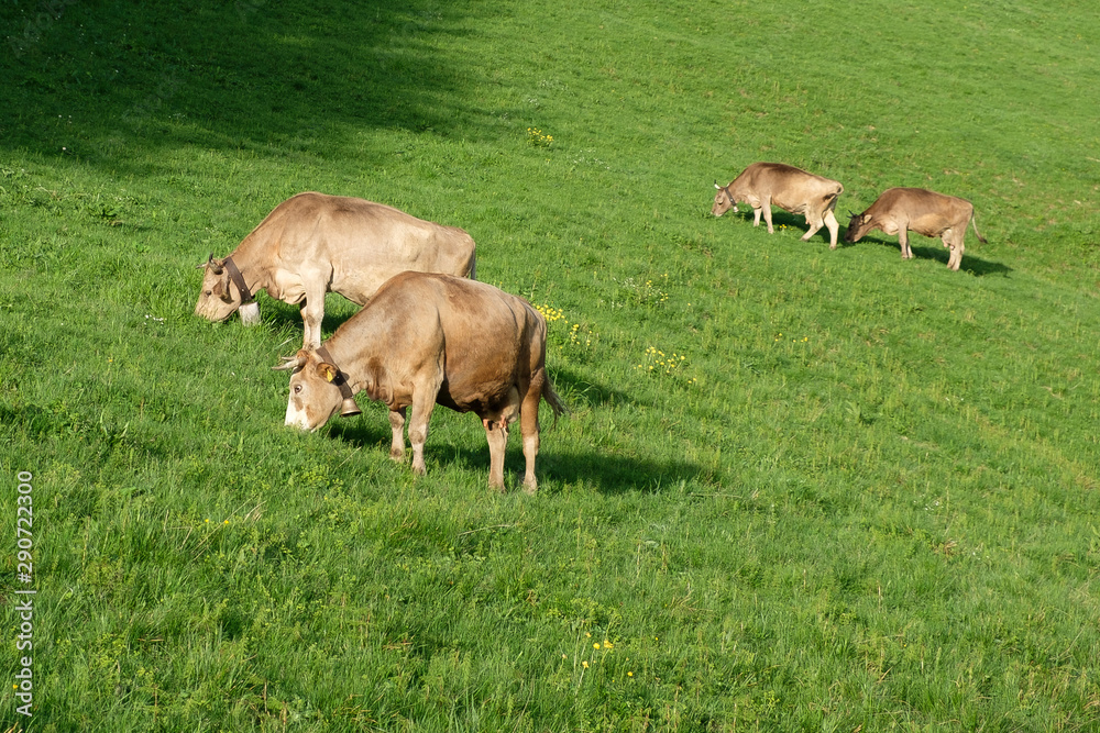 Four grazing cows with horns on a lush meadow in the Bernese Oberland / Switzerland Four grazing cows with horns on a lush meadow in the Bernese Oberland / Switzerland