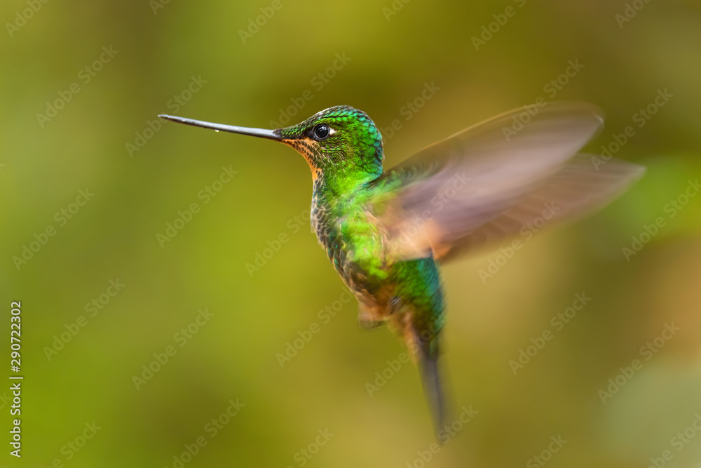 Naklejka premium Buff-winged Starfrontlet - Coeligena lutetiae, beautiful green hummingbird from Andean slopes of South America, Guango Lodge, Ecuador.