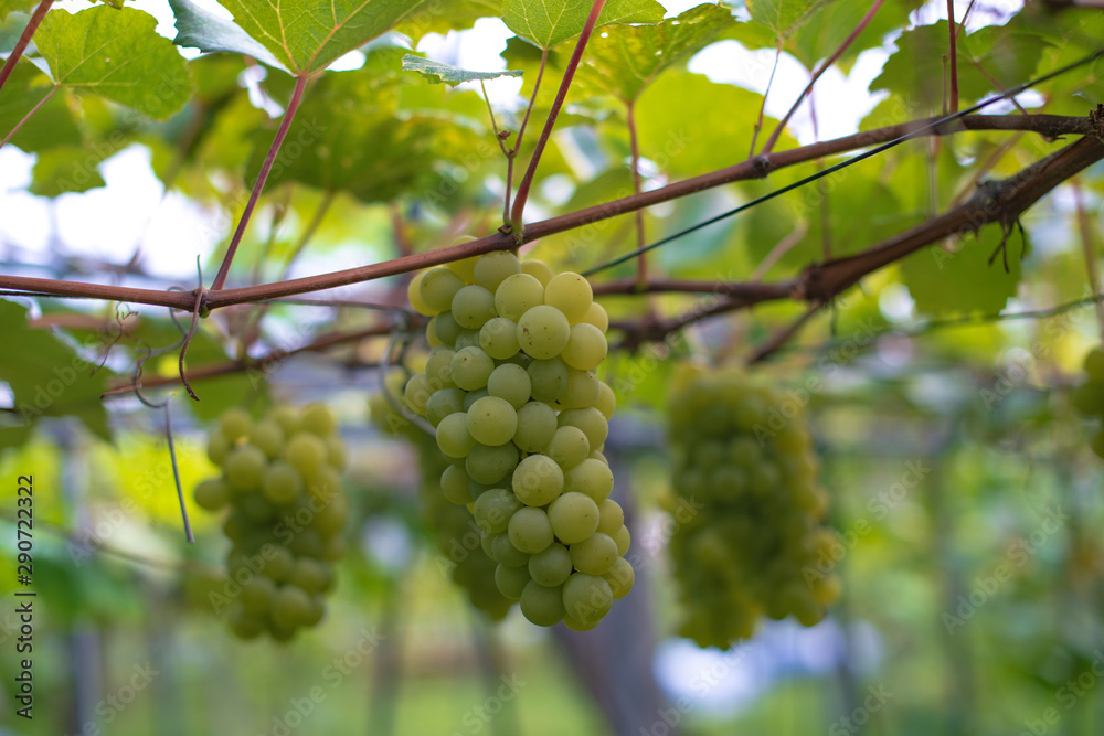 Grapes with green leaves background hang on the vine ready for harvest Grapes with green leaves background hang on the vine ready for harvest
