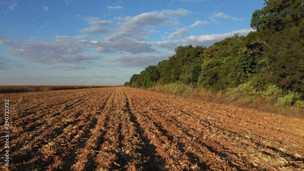 Harvested crop field at sunset. Low tracking shot forward, close to the ground. Harvested crop field at sunset. Low tracking shot forward, close to the ground.